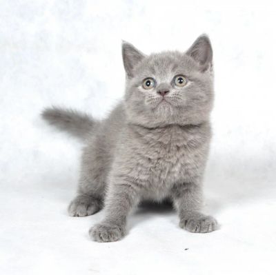 Лот: 4304240. Фото: 1. А может он ждёт именно тебя?. Кошки, котята
