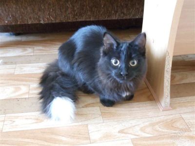 Лот: 2607154. Фото: 1. Черная кошка ждет хозяев. Кошки, котята