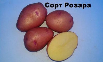 Лот: 7557228. Фото: 1. Картофель на семена. Овощи
