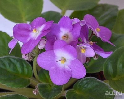 Лот: 9511634. Фото: 1. Фиалка valeska viol - детка. Горшечные растения и комнатные цветы