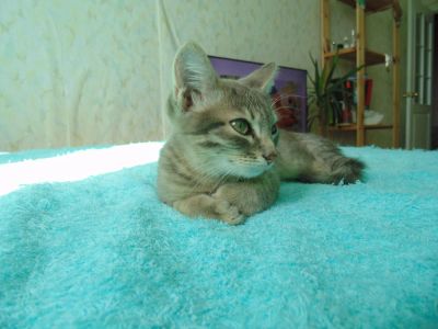 Лот: 6123958. Фото: 1. Подарим кота хорошим людям. Кошки, котята