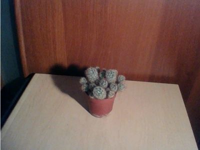 Лот: 9431093. Фото: 1. кактус. Горшечные растения и комнатные цветы