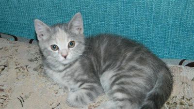 Лот: 2093756. Фото: 1. Срочно продам британскую красивую... Кошки, котята