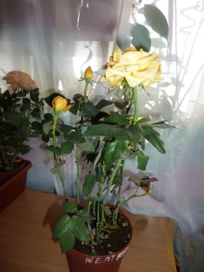 Лот: 3768664. Фото: 1. Роза 4. Горшечные растения и комнатные цветы
