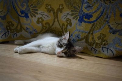 Лот: 10629732. Фото: 1. Кошечка Марфа. Срочно. Крысоловка. Кошки, котята