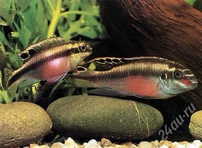 Лот: 1305020. Фото: 1. Попугай (Pelvicachromis pulcher... Рыбки