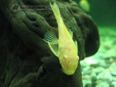 Лот: 5017580. Фото: 1. мальки анциструса обмен. Рыбки