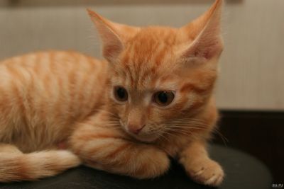 Лот: 12824154. Фото: 1. Рыжий котёнок (пацан) Help,Help... Кошки, котята