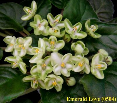 Лот: 4949530. Фото: 1. Фиалка "Emerald Love" детка. Горшечные растения и комнатные цветы