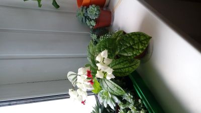 Лот: 8180314. Фото: 1. Клеродендрум Томпсона - молодое... Горшечные растения и комнатные цветы