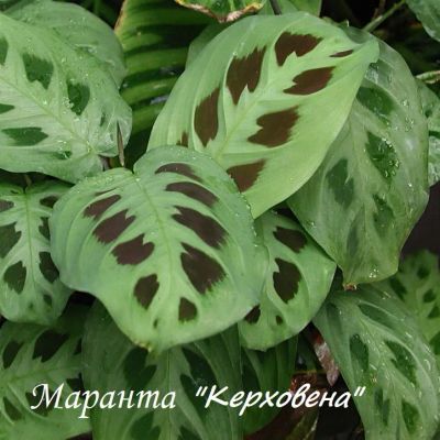 Лот: 18716041. Фото: 1. Маранта "Керховена" - молитвенное... Горшечные растения и комнатные цветы