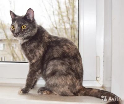 Лот: 7465399. Фото: 1. Черепаховая красотка ищет дом. Кошки, котята