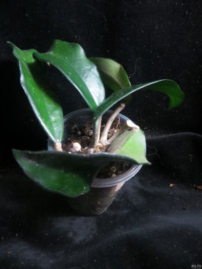 Лот: 13595475. Фото: 1. Хойя EPC-936 Hoya sp. Vietnam. Горшечные растения и комнатные цветы