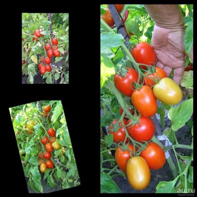 Лот: 8553765. Фото: 1. Семена томатов из частной коллекции... Другое (растения и животные)