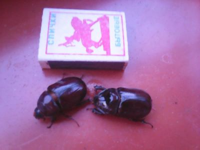 Лот: 9768663. Фото: 1. Жучки носороги. Самка и самец. Другое (растения и животные)