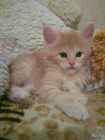 Лот: 13001821. Фото: 1. Котенок мейн-куна. Кошки, котята