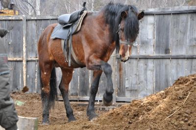 Лот: 5119041. Фото: 1. Конский навоз. Удобрения, химия