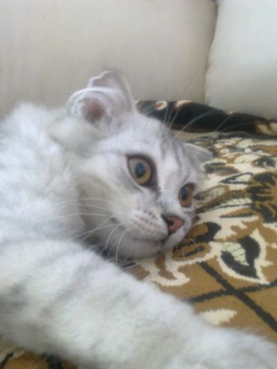 Лот: 3989700. Фото: 1. Шотландский котенок. Срочно с... Кошки, котята