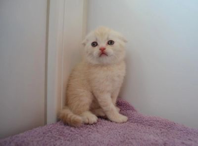 Лот: 6140814. Фото: 1. Кремовый вислоушка. Кошки, котята
