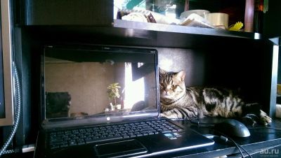 Лот: 8292834. Фото: 1. Котята. Кошки, котята