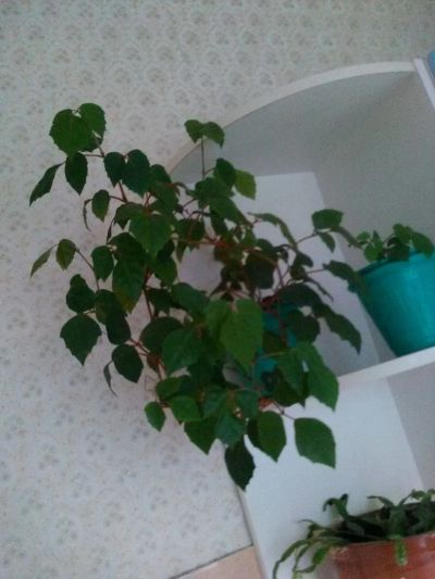Лот: 10274616. Фото: 1. Циссус. Горшечные растения и комнатные цветы