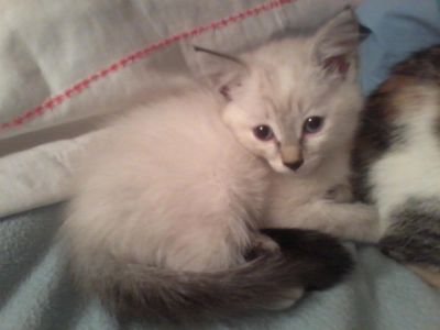 Лот: 3042124. Фото: 1. котенок помесь сиамского девочка... Кошки, котята