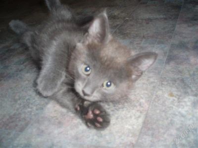 Лот: 969490. Фото: 1. Отдам Котенка. Остальные животные
