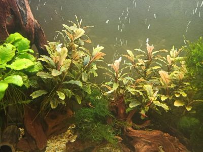 Лот: 16609031. Фото: 1. Буцефаландра Bucephalandra sp... Водные растения
