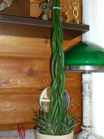 Лот: 7718807. Фото: 1. Сансевиерия цилиндрика - Sansevieria... Горшечные растения и комнатные цветы