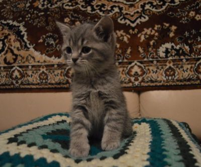 Лот: 5191547. Фото: 1. Очаровательный малыш-шотландец. Кошки, котята