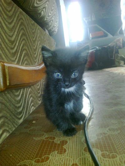 Лот: 2108656. Фото: 1. Отдадим котенка. Кошки, котята