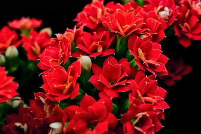 Лот: 15040333. Фото: 1. Каланхое красный, махровый. Горшечные растения и комнатные цветы