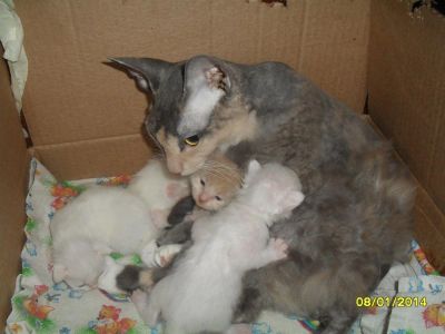 Лот: 3583910. Фото: 1. котята от мамы корниш-рекс. Кошки, котята