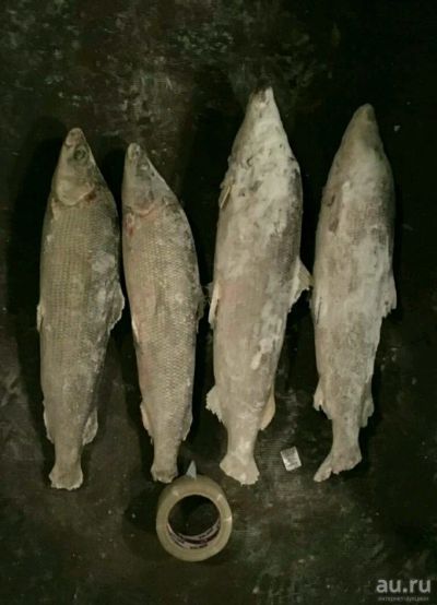 Лот: 10730088. Фото: 1. Муксун свежемороженный. Икра, рыба, морепродукты