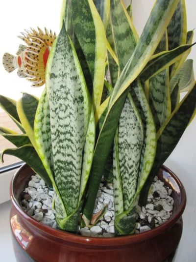 Лот: 10319120. Фото: 1. Сансевьера Футура Sansevieria... Горшечные растения и комнатные цветы