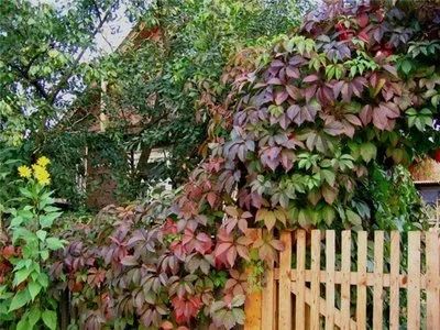 Лот: 4034606. Фото: 1. Девичий виноград. Декоративные кустарники и деревья