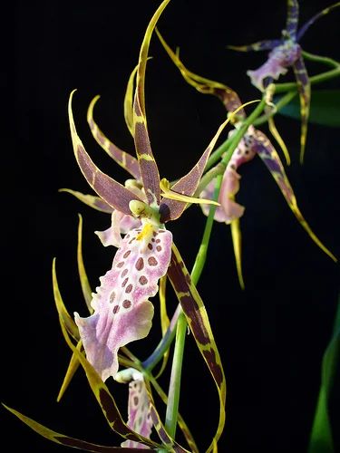 Лот: 3061508. Фото: 1. Орхидея Onc - Miltassia Shelob... Горшечные растения и комнатные цветы
