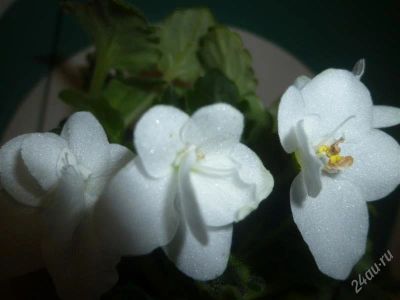 Лот: 1830025. Фото: 1. лист фиалки белой. Горшечные растения и комнатные цветы