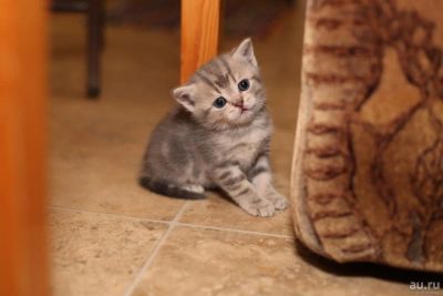 Лот: 8794458. Фото: 1. Британские котята. Мраморный окрас... Кошки, котята