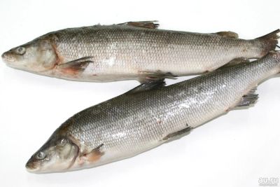 Лот: 10233706. Фото: 1. Муксун первой глубокой заморозки... Икра, рыба, морепродукты
