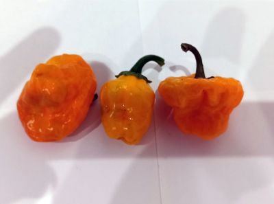 Лот: 14573181. Фото: 1. Плод перца Scotch Bonnet Yellow... Овощи, фрукты, зелень