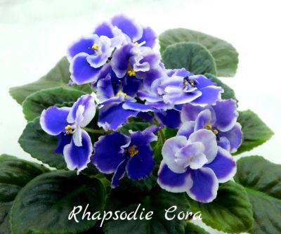 Лот: 5728558. Фото: 1. Фиалка сортовая Rhapsodie Cora... Горшечные растения и комнатные цветы