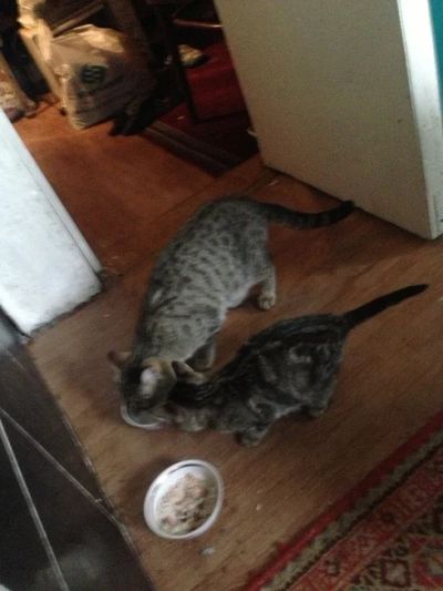 Лот: 6329853. Фото: 1. Красивая серая кошечка с двумя... Кошки, котята