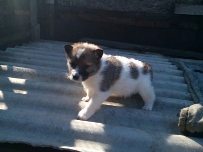 Лот: 5419233. Фото: 1. Щенок Восточно-Сибирской лайки... Собаки, щенки