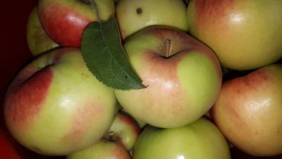 Лот: 16532122. Фото: 1. яблоки. Овощи, фрукты, зелень