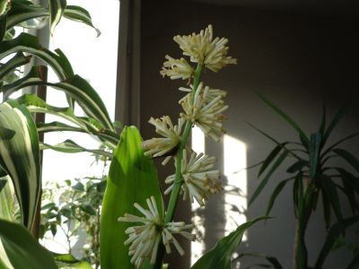 Лот: 17979098. Фото: 1. растение драцена. Горшечные растения и комнатные цветы
