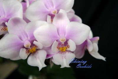 Лот: 3612698. Фото: 1. Орхидея фаленопсис мини Phal... Горшечные растения и комнатные цветы