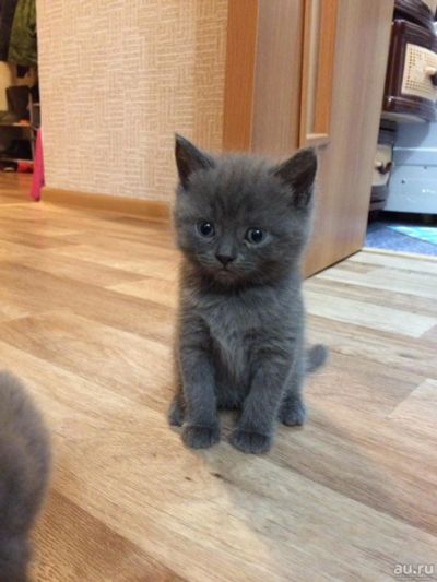 Лот: 8745517. Фото: 1. Котята вислоухие и прямоухие шотландцы. Кошки, котята