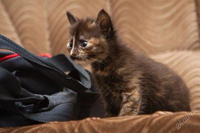 Лот: 2392781. Фото: 1. Симпатичный котенок !. Кошки, котята