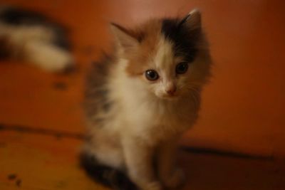 Лот: 7016172. Фото: 1. Котенок #2. Кошки, котята
